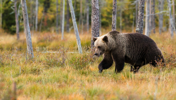 Medveď nebehal po slovenskej osade, video pochádza z Číny
